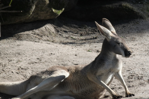 Kangaroos Marsupials, Macropodidae from Australia.