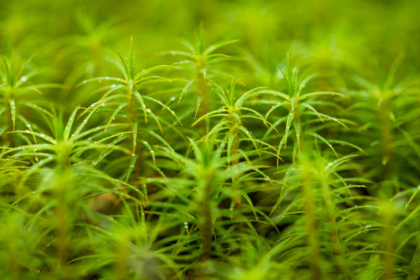Common haircap moss (Polytrichum commune) closeup in a summer spruce forest, Gorgany region of Carpathian Mountains, Ukraine