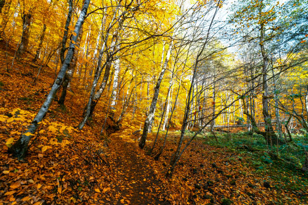 Forest with a perfect view. Autumn has arrived in the forest.