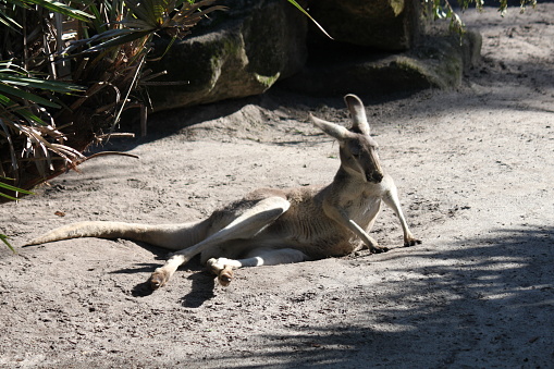 Kangaroos Marsupials, Macropodidae from Australia.
