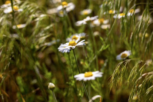 Chamomile flowers field close up with sun flares. Daisy flowers. Beautiful nature scene with blooming medical camomile in sun flare. Sunny day. Summer flowers. Camomile background.