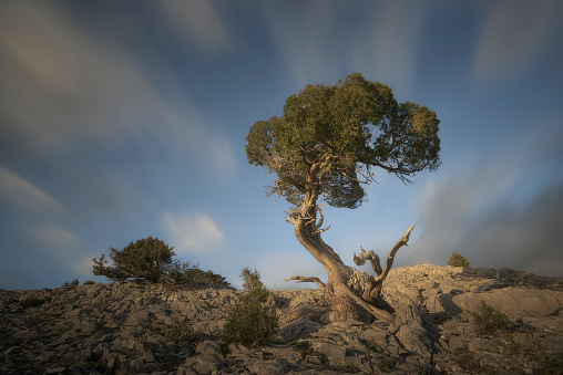 Old junipers survive on the limestone rock in the Sabinar de Peña Lampa