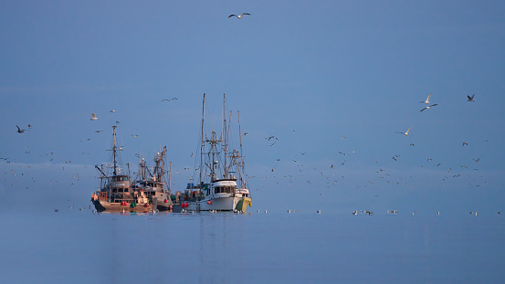 Qualicum Beach, Canada – March 16, 2024: Large commercial fishing vessels fishing for herring in the Strait of Georgia surrounded by seagulls feeding on the herring.