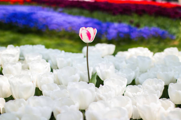 Tulip flower spring background