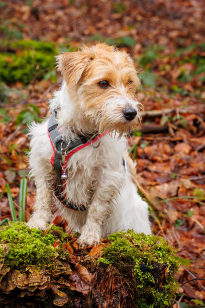 istock Dog stand on a trunk in the forest and look around, jack russel terrier Arusha 2094534561