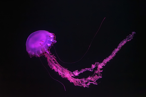 Purple-striped Jellyfish, Chrysaora colorata  swimming in dark water of aquarium tank illuminated with pink neon light. Aquatic organism, animal, undersea life, biodiversity