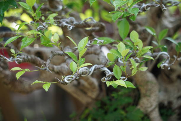 ficus microcarpa (ficus malacocarpa, 중국 반얀, 말레이 반얀, 인도 월계수, 커튼 무화과, gajumaru, kimeng)의 분재. 이 식물은 전통적으로 통증과 열에 사용됩니다 - indian laurel fig 뉴스 사진 이미지