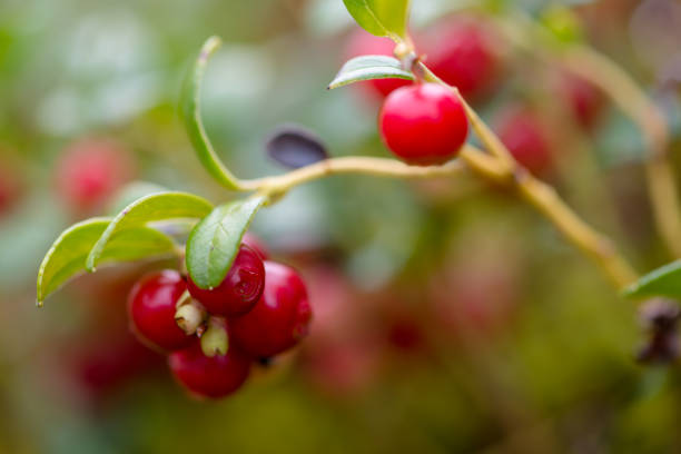 istock Lingonberry in an end of summer 2094539898