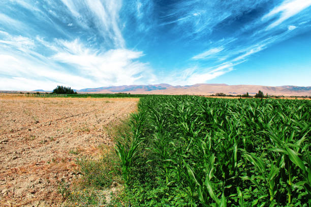 Empty agricultural field at the edge of the corn field