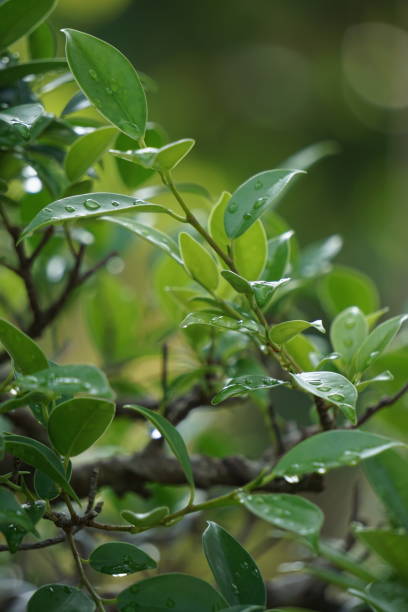 der bonsai von ficus microcarpa (ficus malacocarpa, chinesischer banyan, malaysischer banyan, indischer lorbeer, gardinfeige, gajumaru, kimeng). diese pflanze wird traditionell gegen schmerzen und fieber eingesetzt - indian laurel fig stock-fotos und bilder