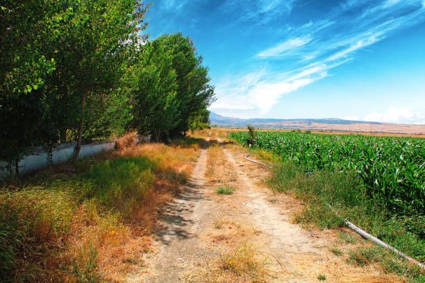 Corn field on the side of a dirt road.