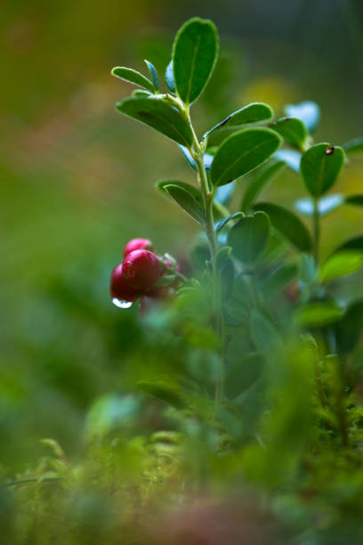 Lingonberry (Vaccinium vitis-idaea) in an end of summer, Gorgany region of Carpathian Mountains, Ukraine