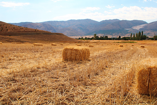 Straw bales on field. Rectangle or square straw bales. Hay bales on field.