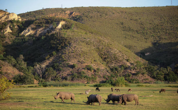istock Rhinoceros passing behind zebras in the sanctuary 2094554832