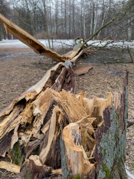 istock a torn tree trunk, a fallen tree nearby in a spring park during a thaw, old foliage and moss around 2094556415