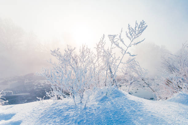 A tranquil winter scene, showcasing hoar frost delicately coating bare trees and snow-covered ground. The crisp blue sky and sunlight enhance the icy sparkle, capturing nature’s quiet elegance.