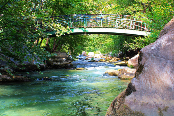 Bridge over the river in the forest