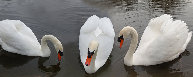 Three swans on a body of water  Close-up