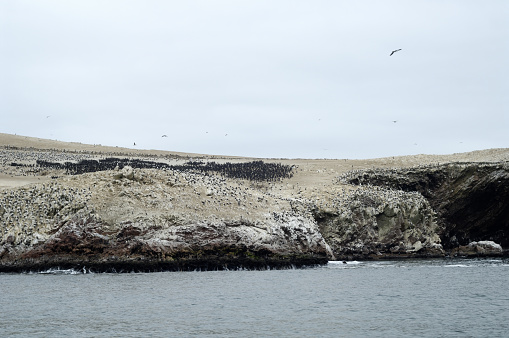 Birds on Islas Ballestas Islands, Peru