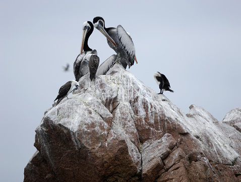 Pelican and Peruvian Booby, Islas Ballestas Islands, Peru