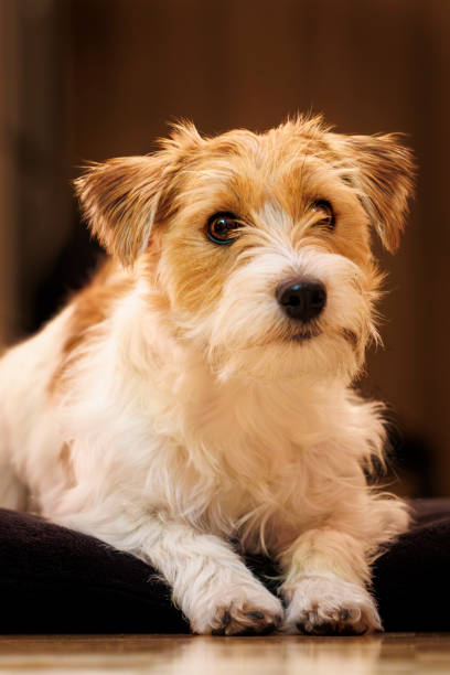 istock Dog lay on a pillow and wait for treats, jack russel terrier Arusha 2094572987