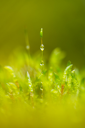 Moss closeup in a summer spruce forest, Gorgany region of Carpathian Mountains, Ukraine