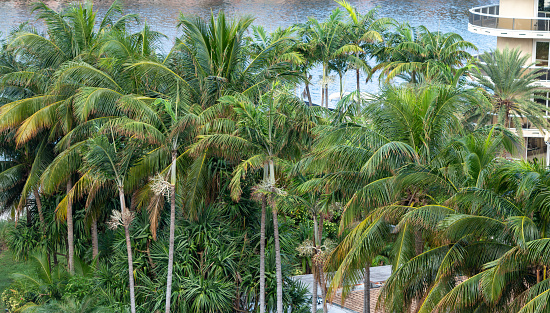 Close up of palm trees and coconuts