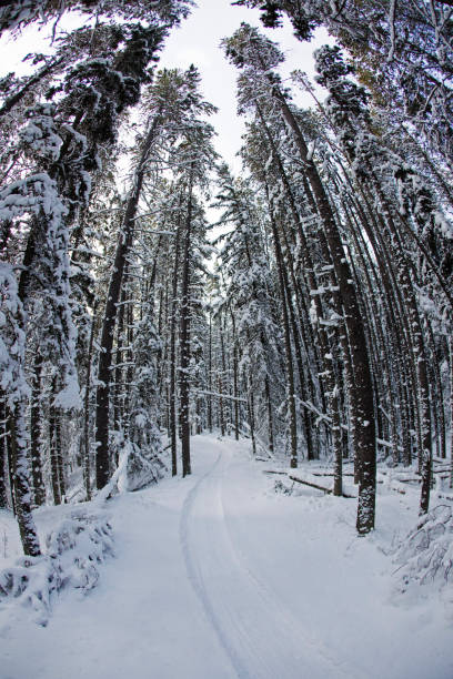 A view of a groomed fat bike mountain trail at the Canmore Nordic Centre Provincial Park in Alberta, Canada, in the wintertime after a snowfall.