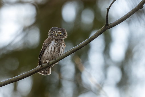 Male Eurasian pygmy owl (Glaucidium passerinum) perching on a tree in a forest.