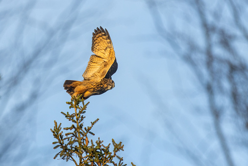 Male Eurasian eagle-owl (Bubo bubo) starting to fly.
