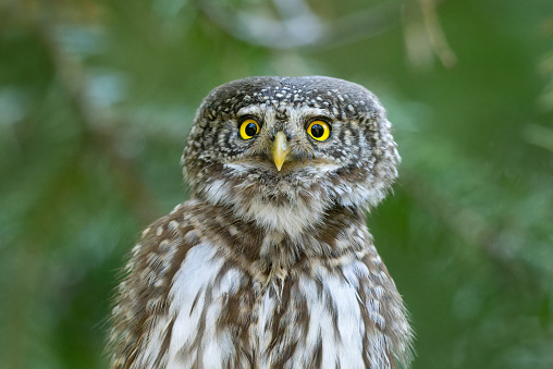 Portrait of an Eurasian pygmy owl (Glaucidium passerinum).