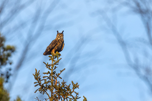 Male Eurasian eagle-owl (Bubo bubo) perching on the top of a spruce tree.