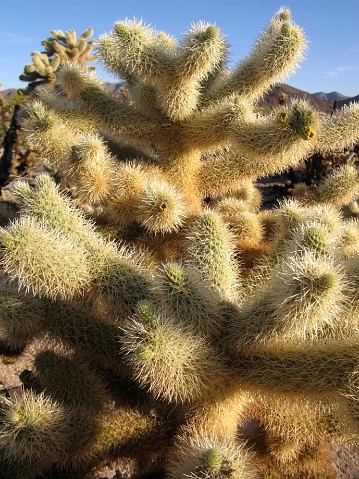 Close-up of very spiny cactus