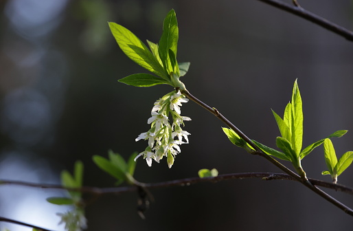 Oemleria cerasiformis.\nEarly white blossoms of Indian Plum, June Plum or Oso Berry in a West Coast rainforest. Early springtime in Plant Hardiness Zone 8A.