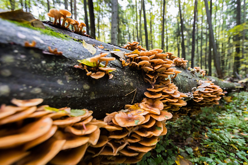 Wood mushrooms, winter mushrooms.