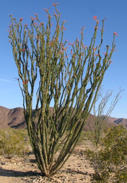 istock Tall Ocotillo, Joshua Tree National Park 2094605165