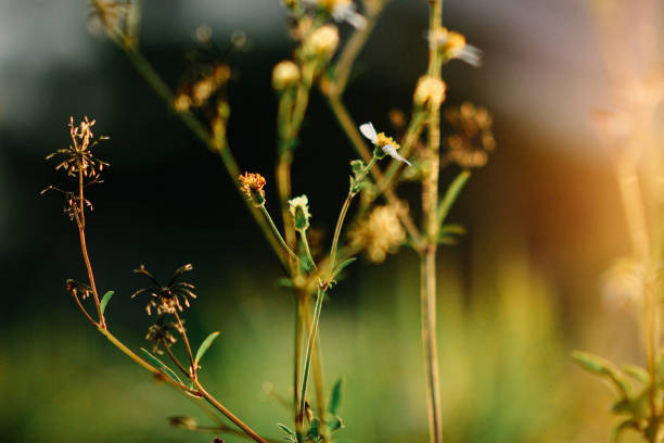 beautiful nature close up