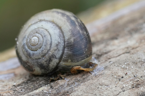 Detailed closeup on a Kentish garden Snail , Monacha cantiana sitting on wood