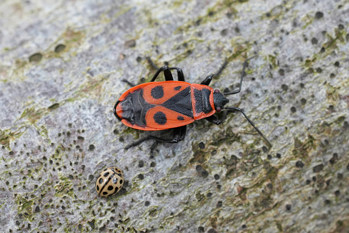 Detailed closeup on a sap sucking bug red fire or linden bug, Pyrrhocoris apterus sitting on wood