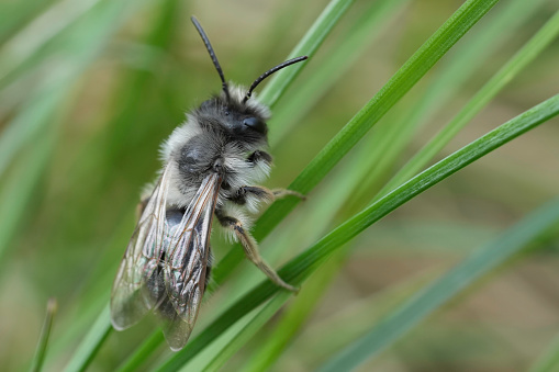 Detailed closeup on a male Grey-backed mining bee, Andrena vaga sitting in the grass