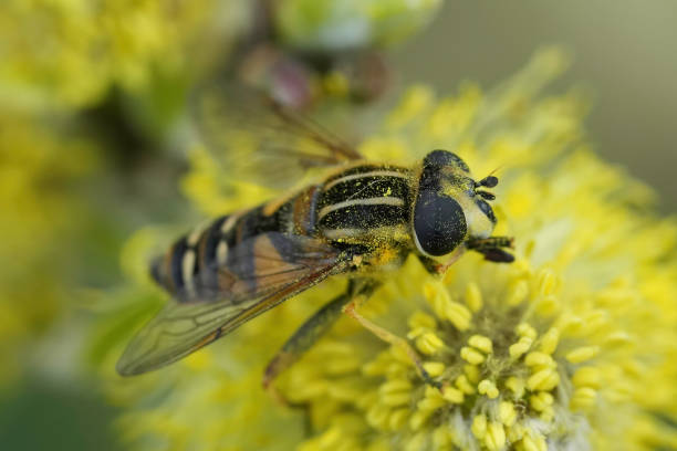 istock Closeup on a Hayling Billy hoverfly, Helophilus pendulus feeding 2094611666