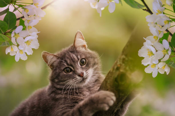 istock cute cat sitting on apple tree with white flowers in the spring May garden 2094614950