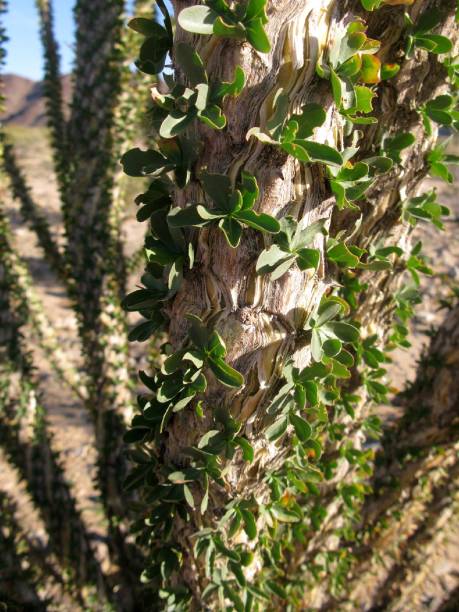 istock Ocotillo Close-Up, Joshua Tree National Park 2094616086