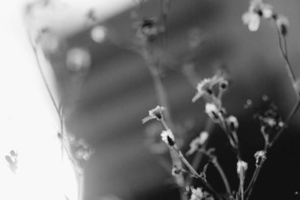 istock beautiful nature close up 2094616638
