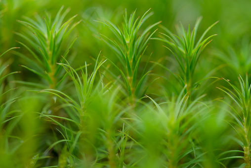 Common haircap moss (Polytrichum commune) closeup in a summer spruce forest, Gorgany region of Carpathian Mountains, Ukraine