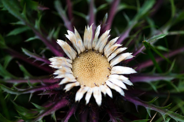 Dry cutleaf thistle on green grass, shot from above. Bulgaria, Europe.