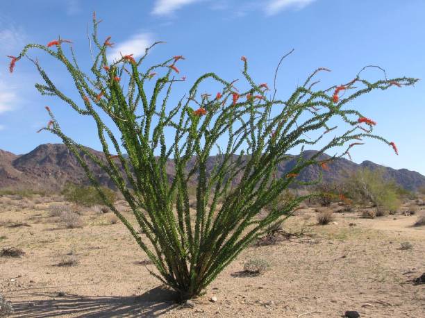 Wide Ocotillo, Joshua Tree National Park