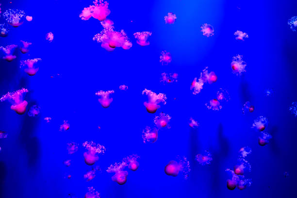 istock Jellyfish Dangerous Poisonous Medusa 2094636347