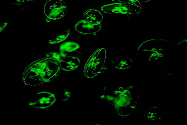 Photo Picture of Some Jellyfish Dangerous Poisonous Medusa
