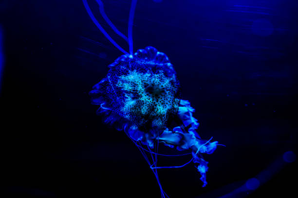 Photo Picture of Some Jellyfish Dangerous Poisonous Medusa